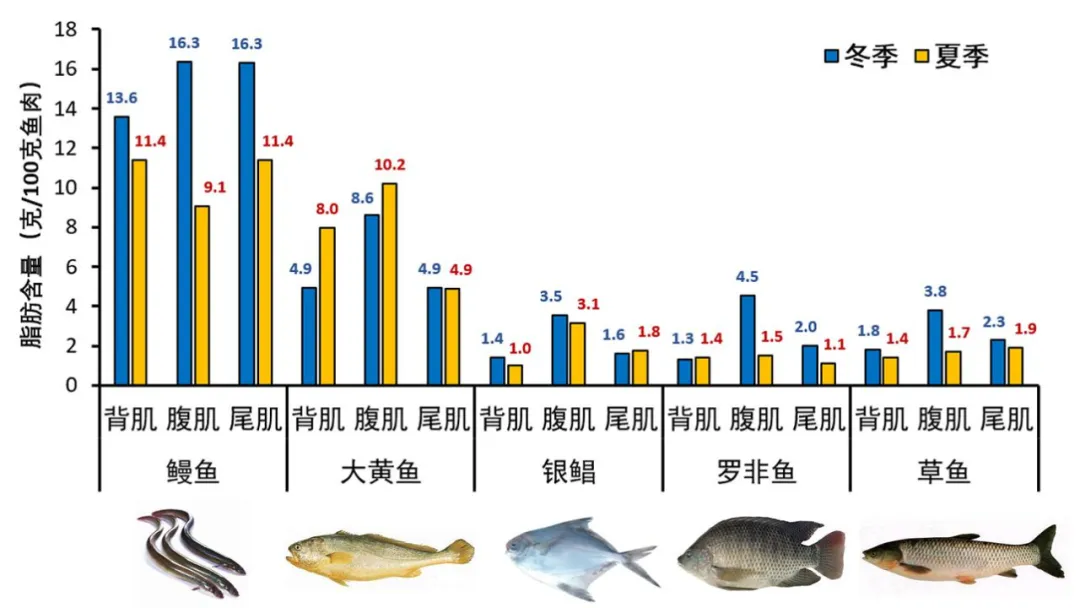 “肥鱼之美”的科学诠释-9.png