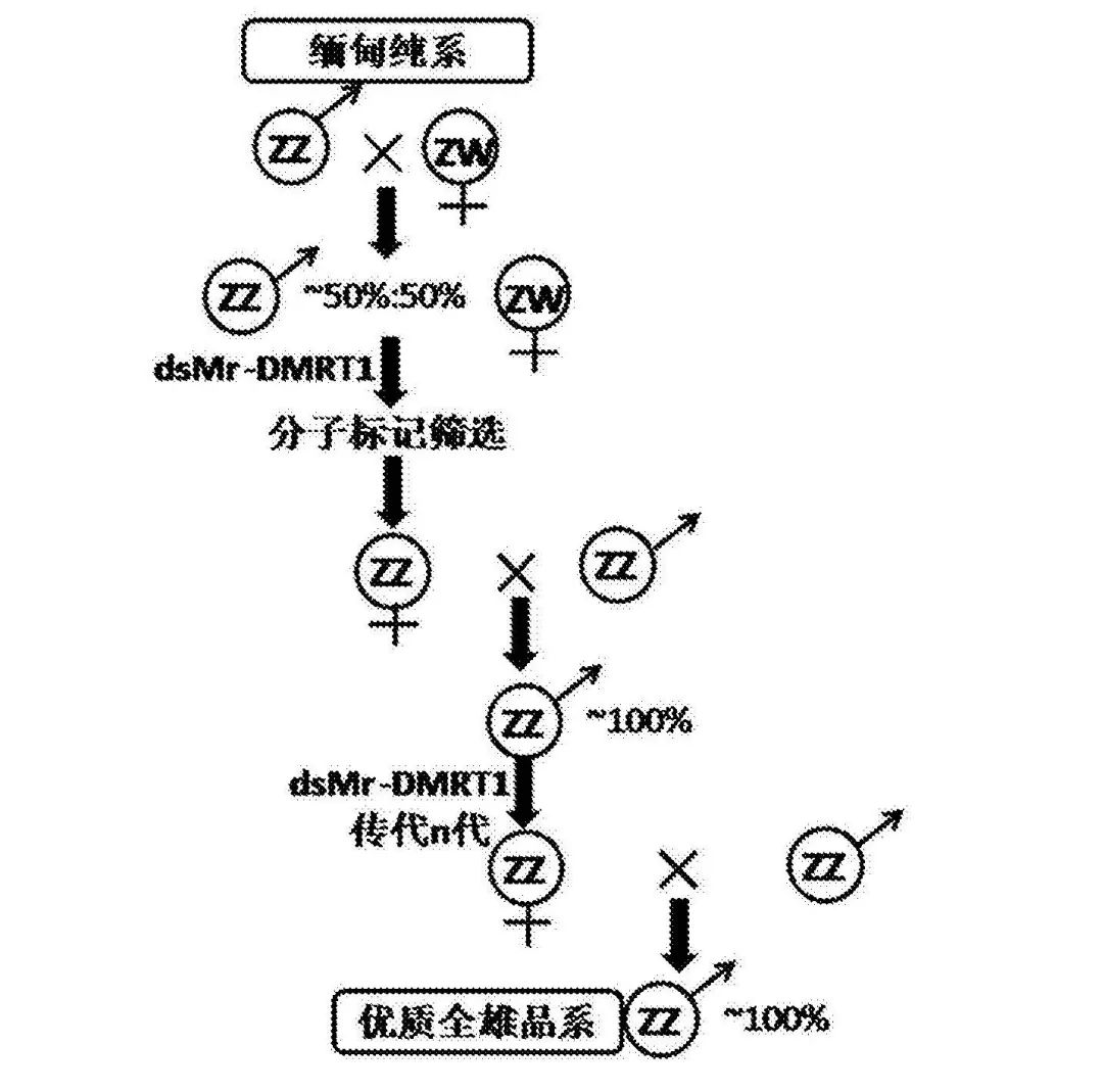 浙江省淡水水产研究所“一种全雄罗氏沼虾制种的方法”获国家发明专利授权-1.png