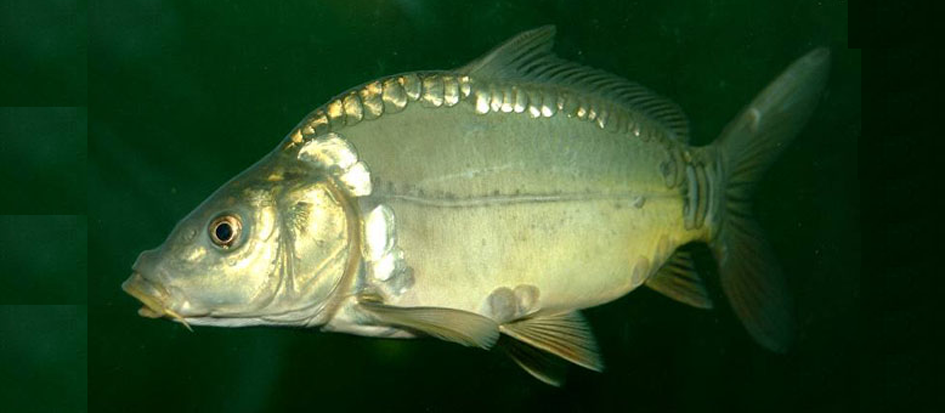 图14.散鳞镜鲤（Cyprinus carpio var. specularis）.png