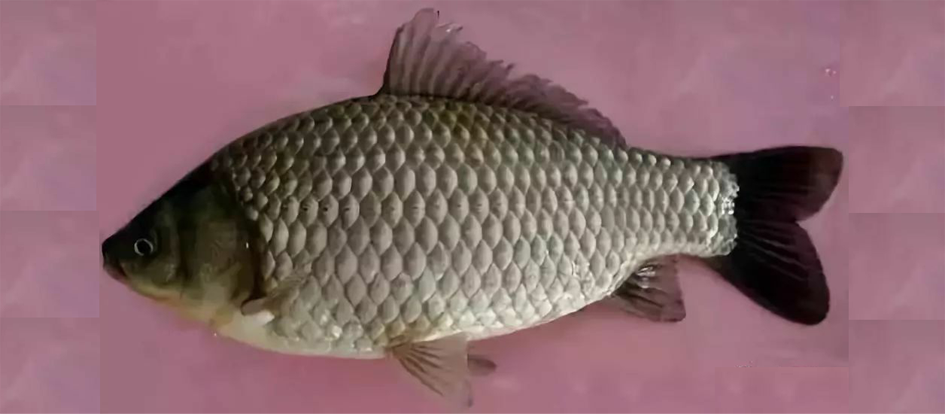 图40.异育银鲫（Carassius auratus gibelio var.）.png